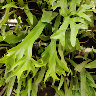 May Flowers Horticulture Installation 33